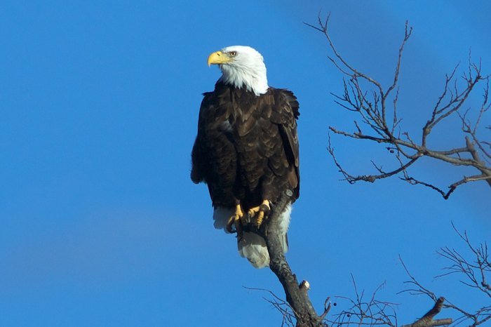 Bald Eagle - San Francisco Zoo & Gardens