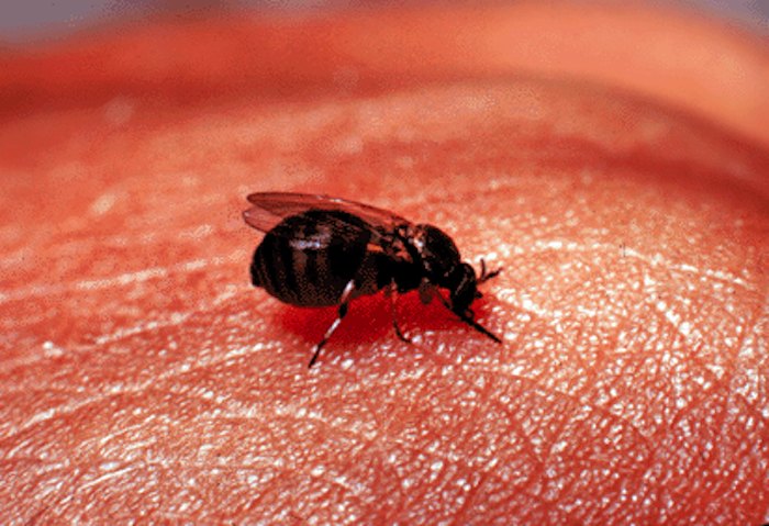 Watch Out For Black Flies, Pesky Black Biting Bugs In Minnesota