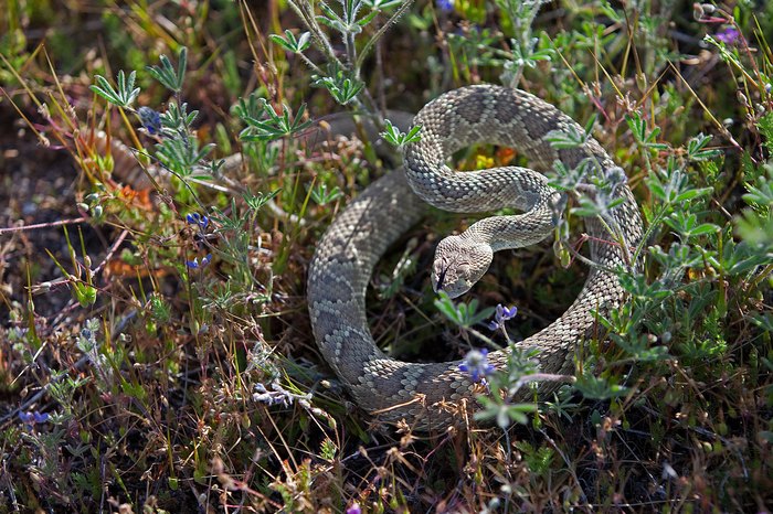 It's Rattlesnake Season In Northern California, So Be On The Lookout