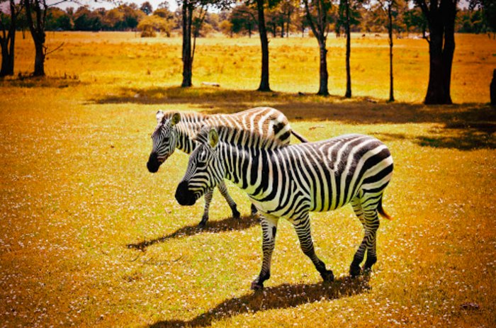 drive through safari louisiana