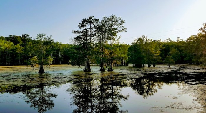 Camp While Overlooking a Hardwood Forest And Lake Chicot In Louisiana