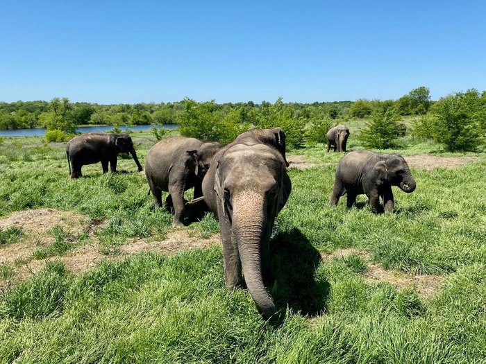 elephant tour oklahoma