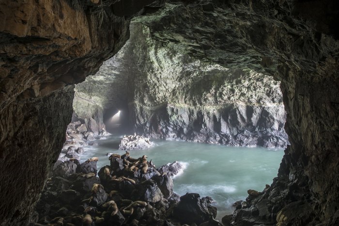 Oregon Sea Lion Caves: See Steller Sea Lions In Florence