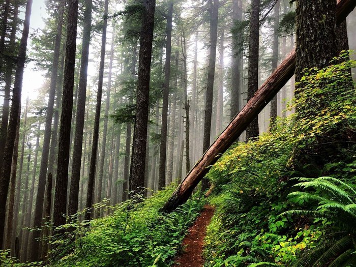 Hike The Marys Peak Trail In Oregon For Incredible Views