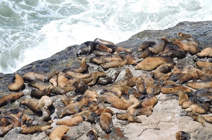 Seals, Sea Lions and Sea Caves, La Jolla, CA – On the Loose Live