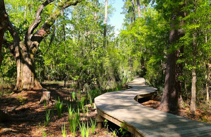 Explore Over 100 Acres At Camp Salmen Nature Park Near New Orleans