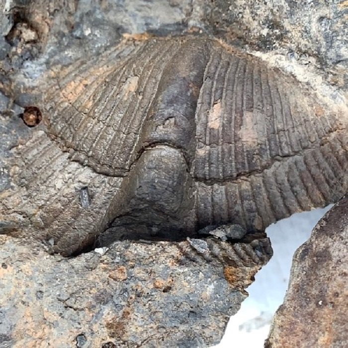 Dig For Fossils At Montour Preserve In Pennsylvania