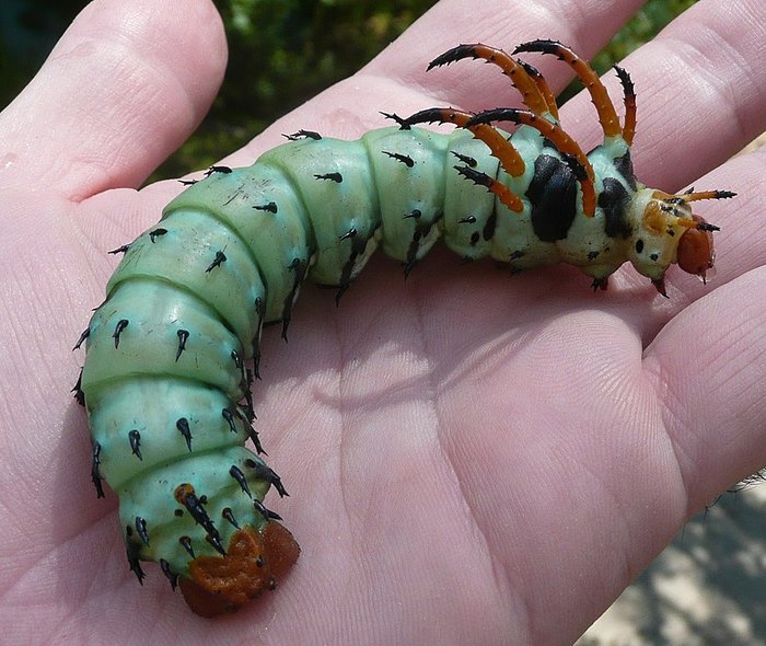 Caterpillar, Alice Wiki