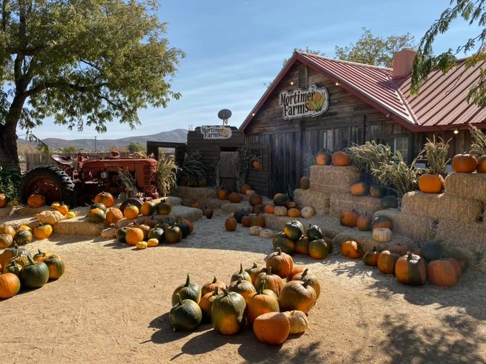 Pumpkin Fest At Mortimer Farms Is An Awesome Fall Festival In Arizona
