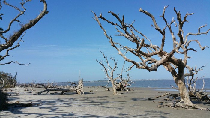 Driftwood Beach Is A Magical Georgia Landmark On Jekyll Island