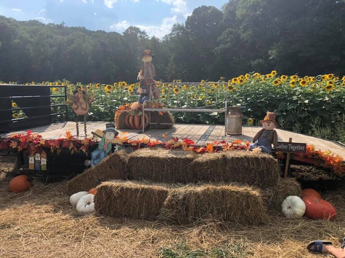 Come Pick Sunflowers At Fausett Sunflower Farms In Georgia