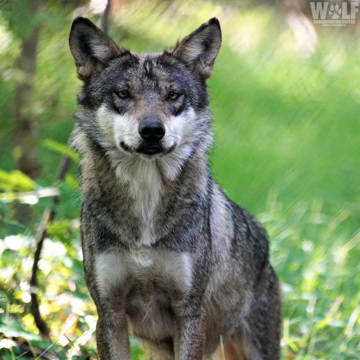 Why New York's Wolf Conservation Center Should Be Your Next Adventure