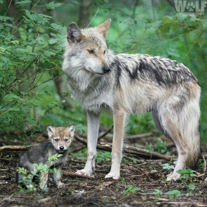 Wolf Conservation Center - Share your love for wolves with a symbolic  adoption of one of the 32 wolves that call the Wolf Conservation Center  home! Learn more ➡️  Mexican gray