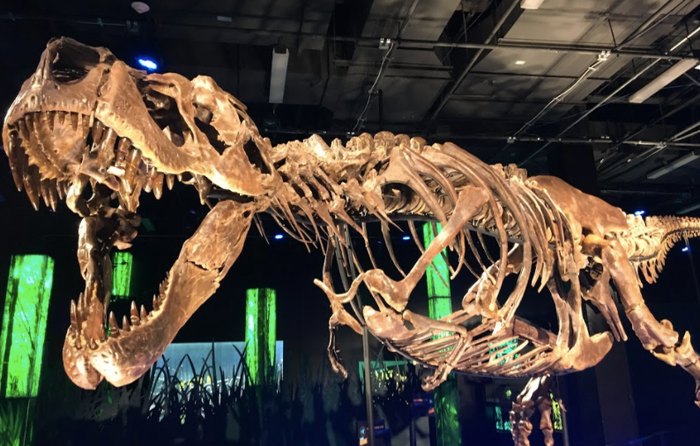 Reconstructed Dinosaur Skeleton Exhibit At Arizona Science Center