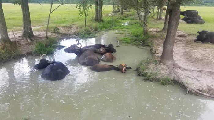 drive through safari louisiana