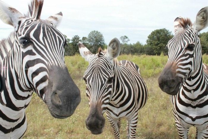 drive through safari louisiana