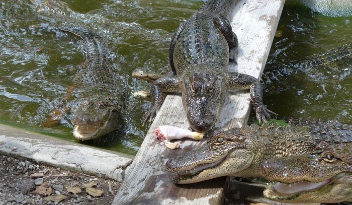 Alligators at the Arkansas Alligator Farm