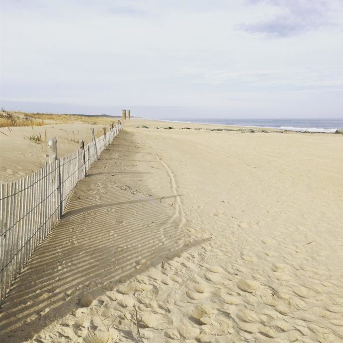 are dogs allowed in cape henlopen state park