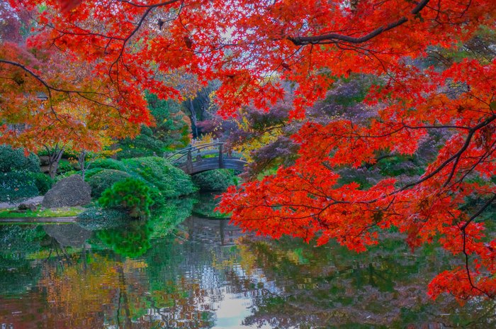 Texas' Fort Worth Botanic Garden Has 7.5 Acres Of Japanese Maple Trees