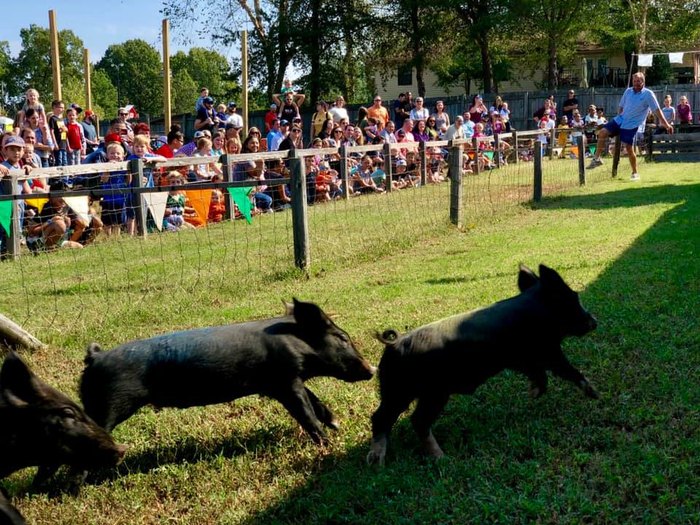Motley's Tree Farm Pig Races Arkansas