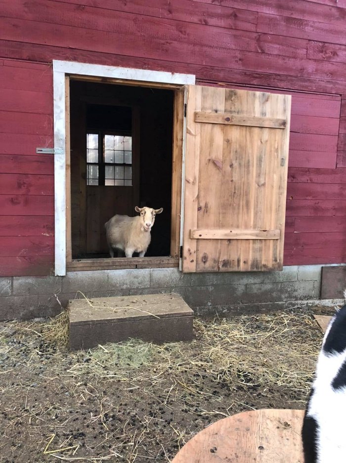 Maine's Smiling Hill Farm Has Pygmy Goats And More