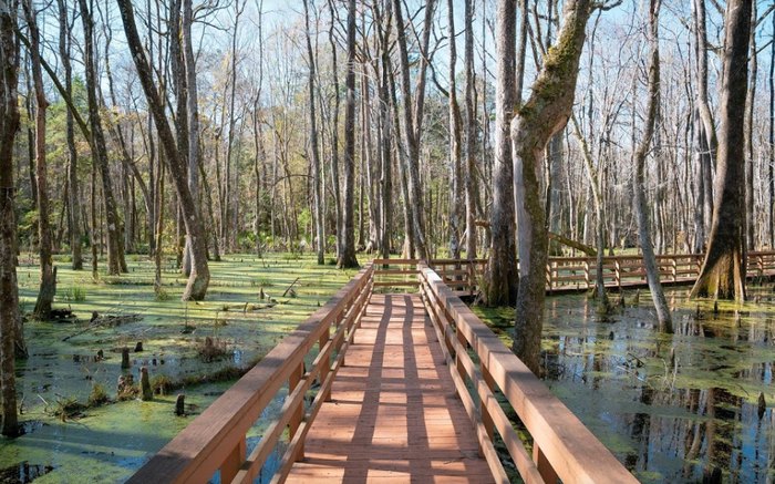 Hike The Boardwalk And Natural Path At Caw Caw Interpretive Center In ...