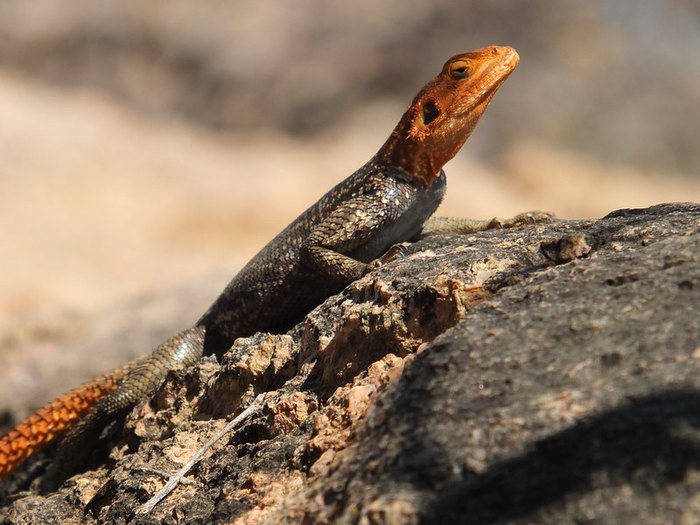 Learn About The Invasive Species Of RedHeaded Lizards In Florida
