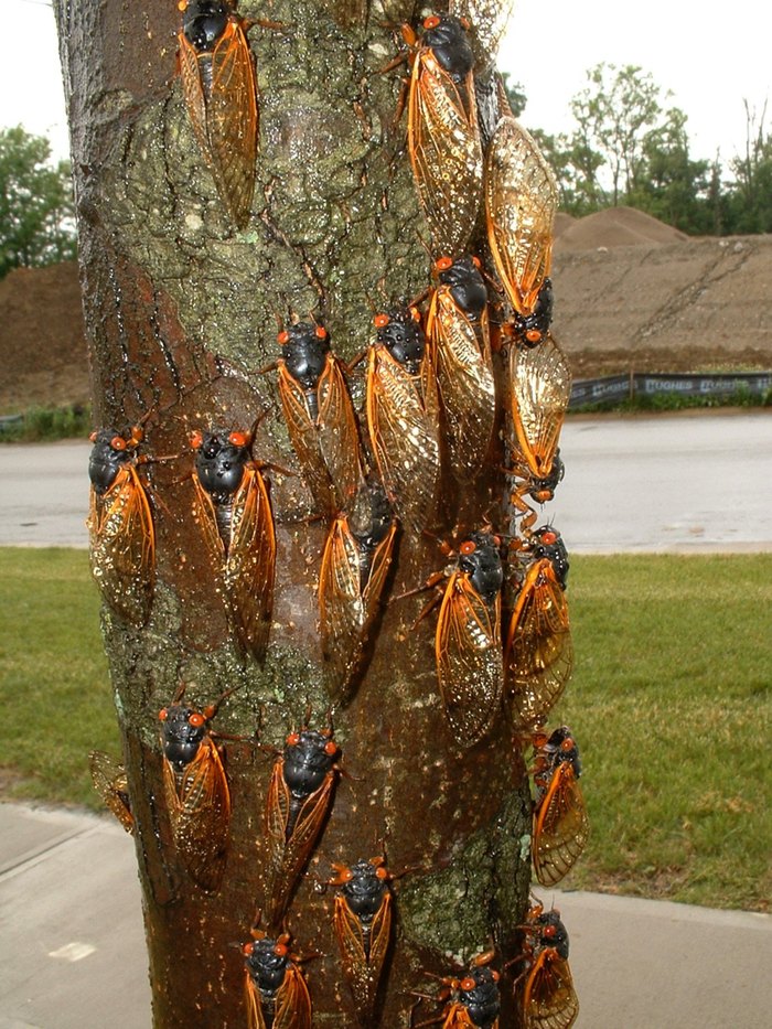 Millions Of Brood X Cicadas Will Emerge This Spring In North Carolina