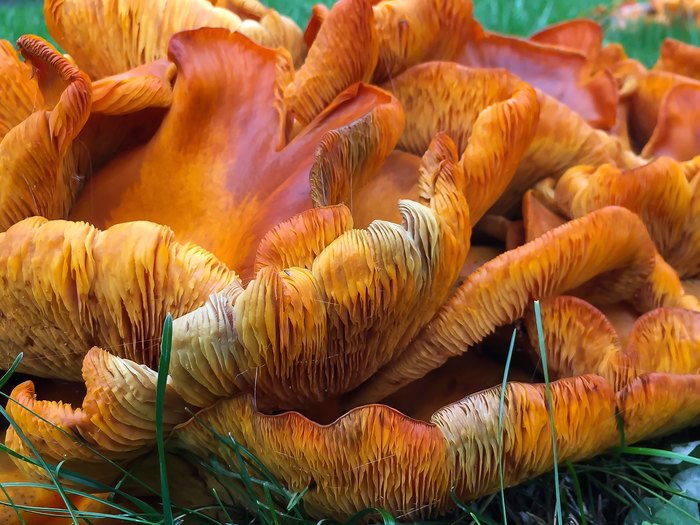 Massachusetts Is Home To Two Extremely Poisonous Mushrooms