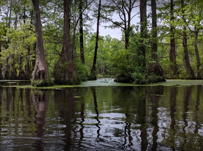 Merchants Millpond, the Most Remote State Park in North Carolina -  Explanders