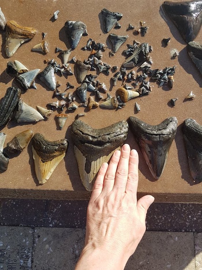 Caspersen Beach In Florida Is The Unofficial Shark Tooth Paradise