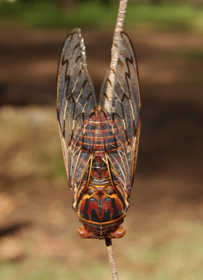 Millions Of Cicadas In Will Emerge Together This Spring
