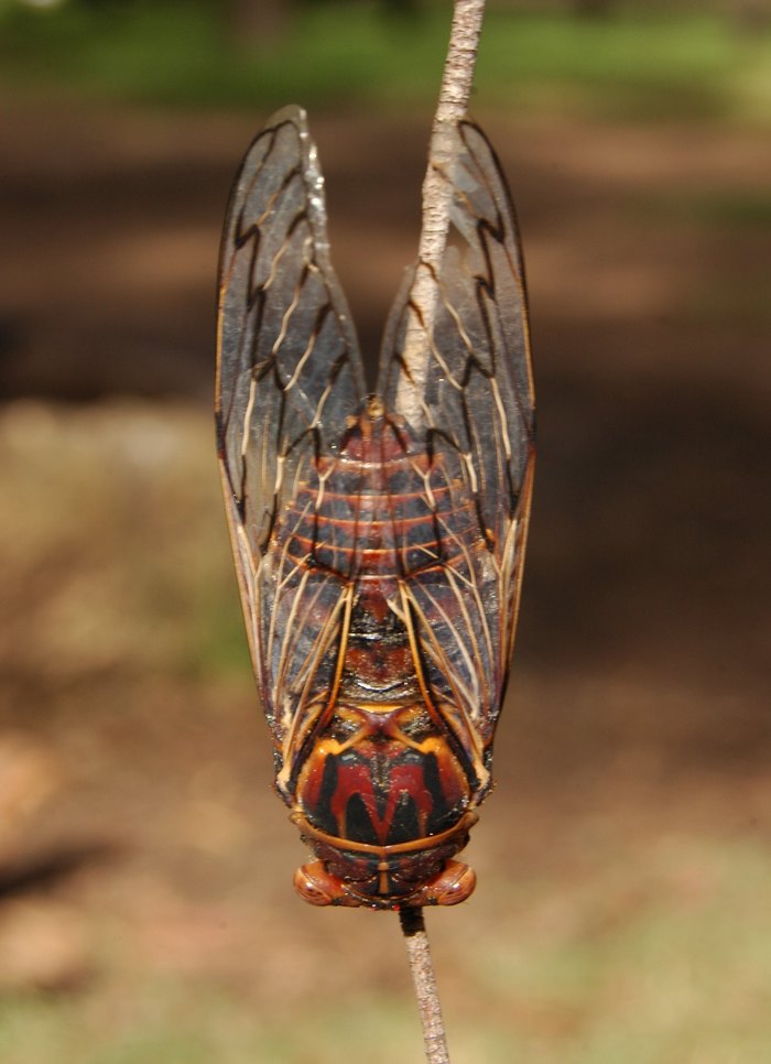 Cicadas 2024 Us Agatha Justine