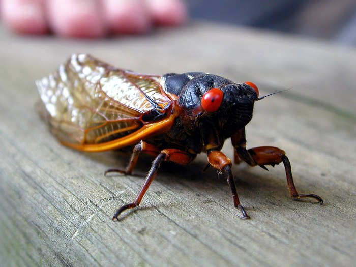 Cicadas Are Set To Emerge In Maryland After 17 Years Underground