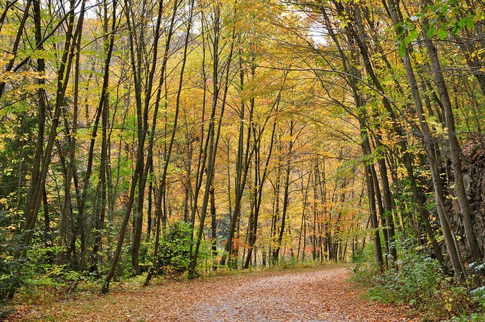 Waterfalls Near Me: Lehigh Gorge State Park In Pennsylvania