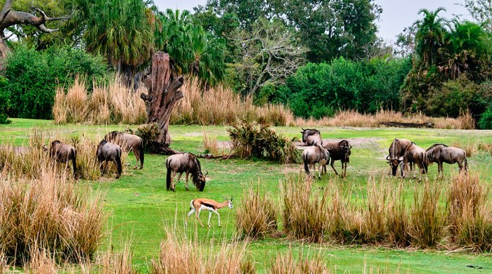 Go On A Realistic Safari Through Kilimanjaro Safaris In Florida Go On A Realistic Safari Through Kilimanjaro Safaris In Florida