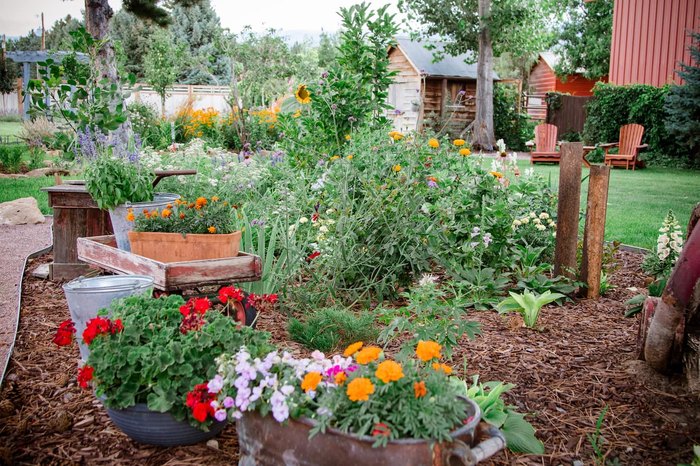 Get Lost In Beautiful Lavender Plants At The Lavender Farm In Colorado