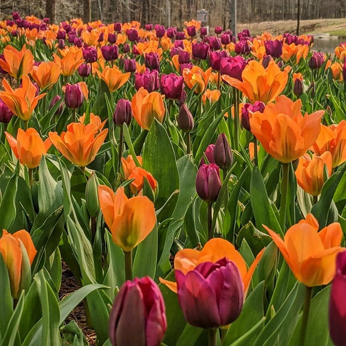 Louisiana’s Kiroli Park Features 150 Acres Of Beautiful Blooms