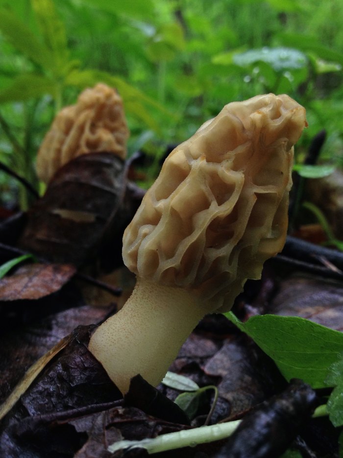 Get Ready To Start Hunting For Morel Mushrooms In Pennsylvania