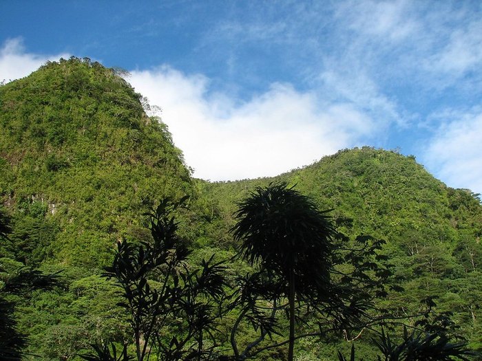 a mountain view of the Manoa Falls Trail in Hawaii