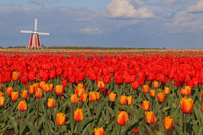 The Wooden Shoe Tulip Festival Will Have 40 Acres of Tulips This Spring
