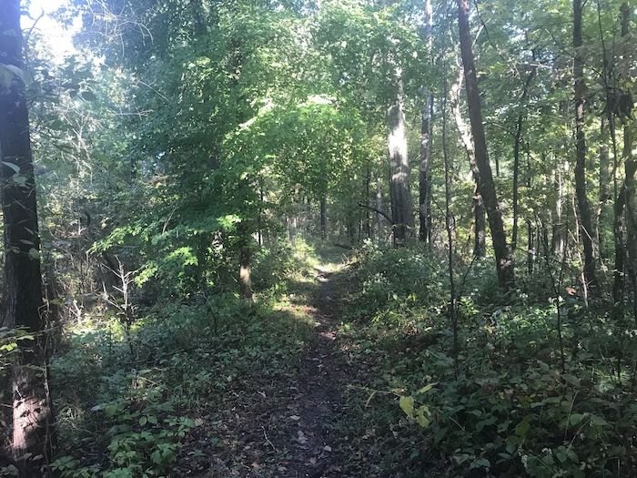an overgrown trail on Godwin Trail in Illinois