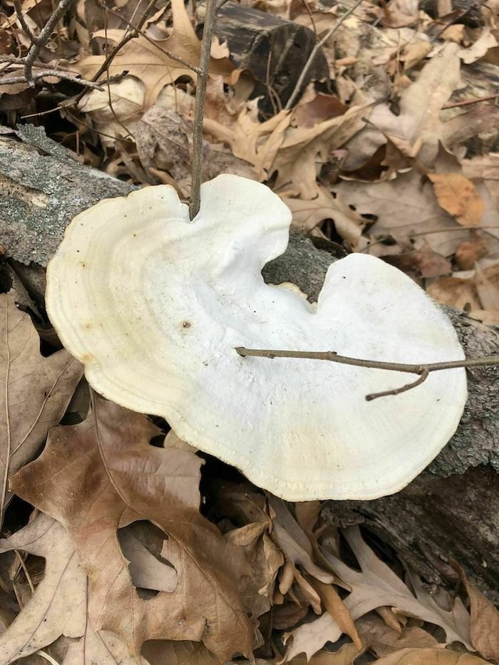a mushroom on Godwin Trail in Illinois