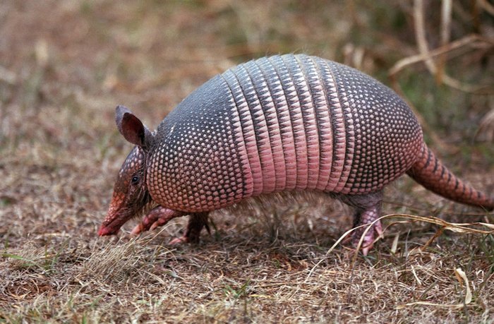 Steer Clear Of These 7 Most Dangerous Animals Found In Texas Steer Clear Of These 7 Most Dangerous Animals Found In Texas