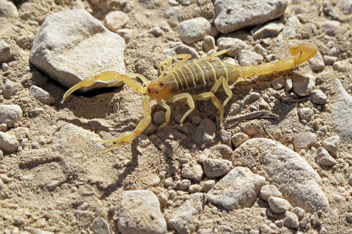 Steer Clear Of These 7 Most Dangerous Animals Found In Texas