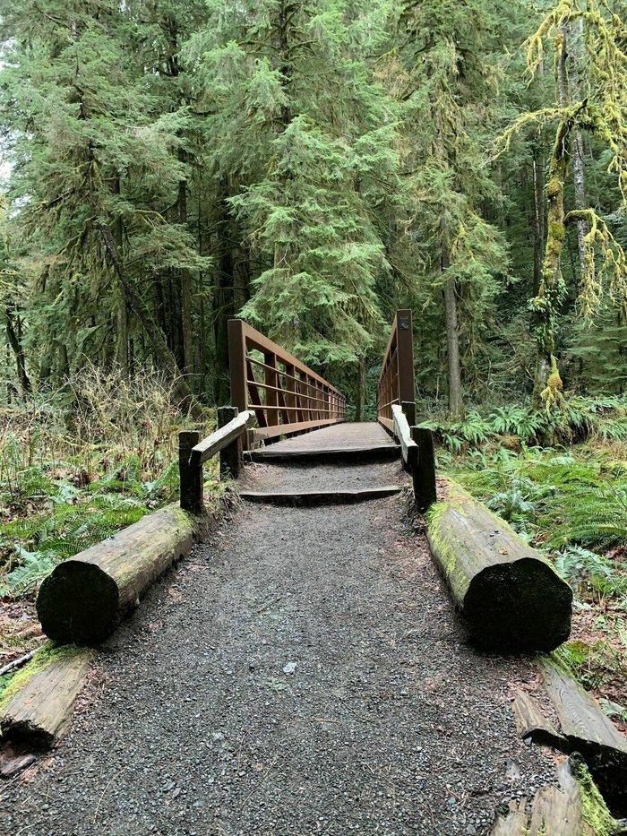 Bridge Over A Stream Along The Marymere Falls Trail In Olympic N