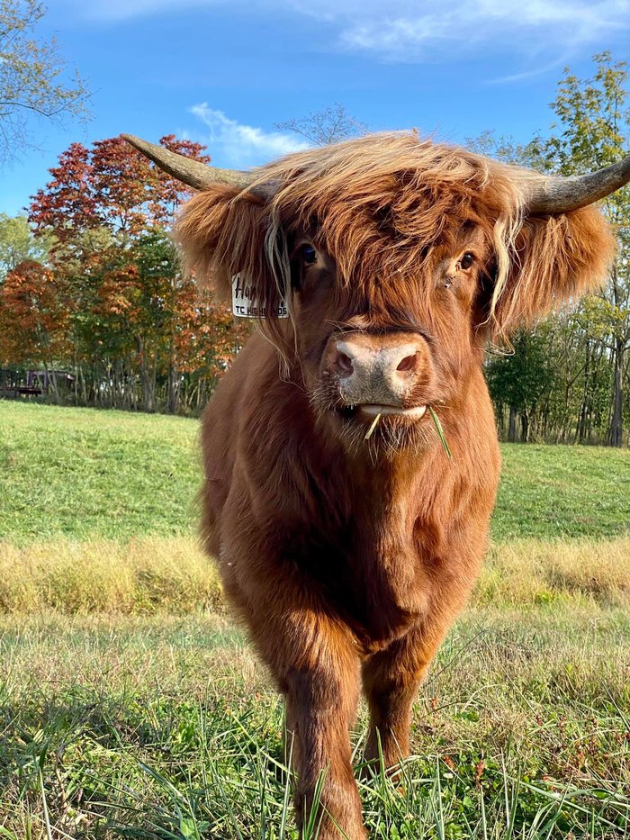 About Highland Cattle - Pittsburgher Highland Farm