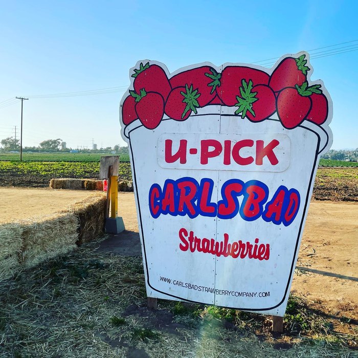 Sunflowers And Strawberries At The Carlsbad Strawberry Company