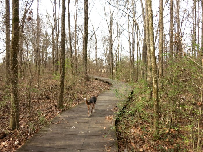 Blackland Prairie Trail Boardwalk Leads To Scenic Views In Mississippi