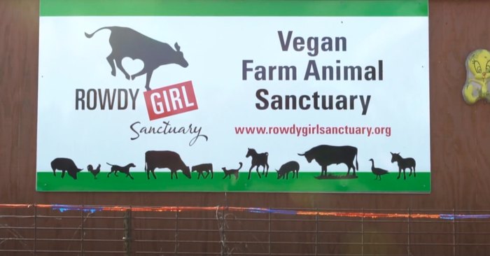 Rowdy Girl Sanctuary is an Incredible Animal Sanctuary for Farm Animals.